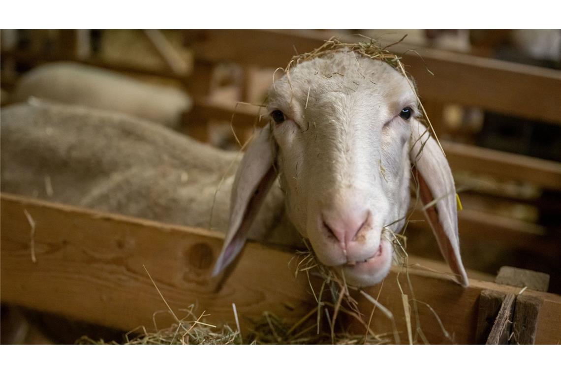 30 Tiere sind bereits gestorben an der Viruserkrankung gestorben. (Symbolbild)