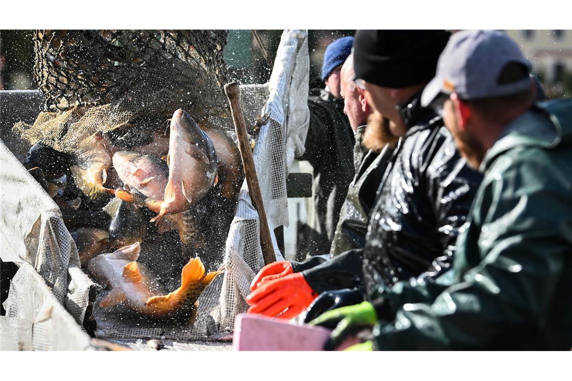 Abfischen hat Tradition: Fische fallen beim Abfischen am Horstsee aus einem großen Kescher auf die Sortierstrecke.