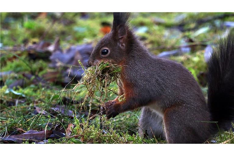 Aktion Eichhörnchen: Dieses Eichhörnchen sammelt in einem Garten in Kaufbeuren Moos für sein Nest.