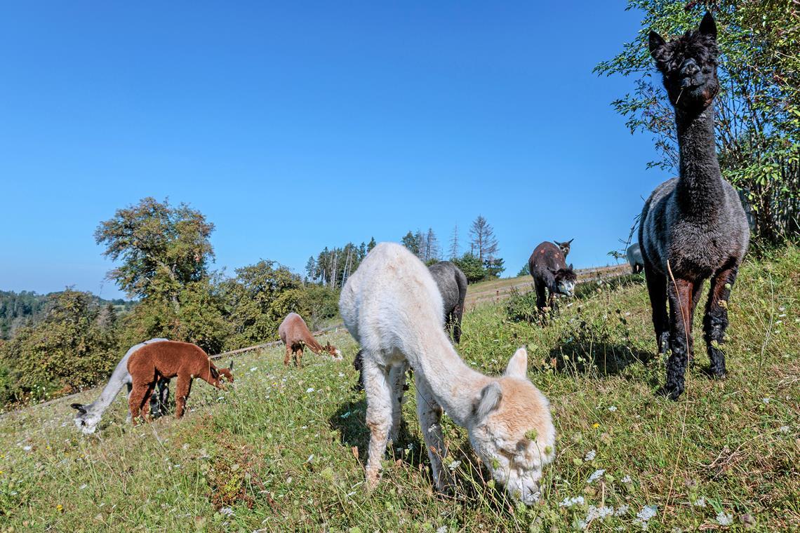 Alpakas fühlen sich an Hängen wohl. Das kleine braune Fohlen Resi (links) wurde Ende Juni geboren und ist das einzige Jungtier in diesem Jahr in Inken Bubecks Zucht. Fotos: Stefan Bossow