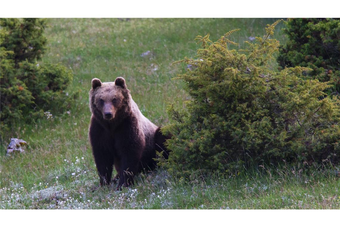 Am Dienstag hatte ein Bär einen Touristen aus Frankreich beim Joggen unweit der Gemeinde Dro nördlich des Gardasees überrascht und attackiert. (Symbolbild)