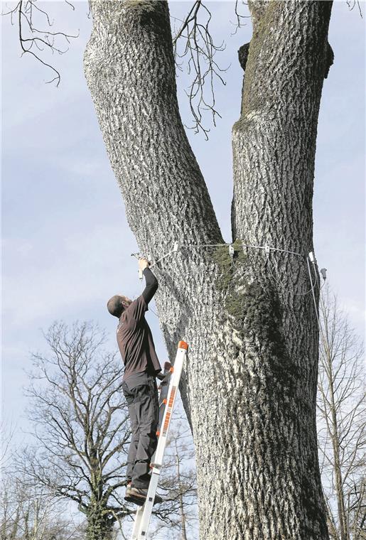 An der Gabelung des Baumes, dem Zwiesel, kann Wasser eindringen, deshalb wird auch diese Stelle genau unter die Lupe genommen.