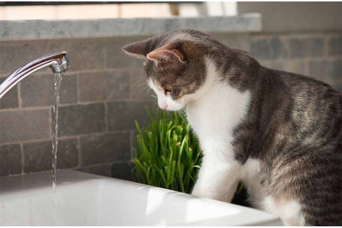 Anders als Hunde meiden Katzen den Kontakt mit Wasser. Warum sind Katzen wasserscheu? Die Gründe erfahren Sie hier.