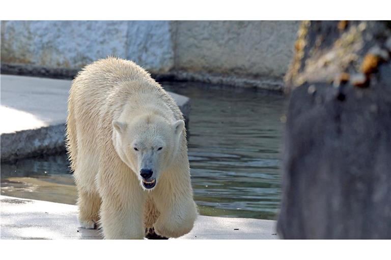 Anfang November hatte Eisbärin Nuka in Karlsruhe zwei Babys zur Welt gebracht.