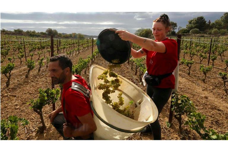 Arbeiter sammeln Trauben von „Muscat Blanc a petits Grains“  während einer frühen Lese auf dem „Chateau Champ des Soeurs“ in Fitou in der Nähe des französischen  Perpignan.