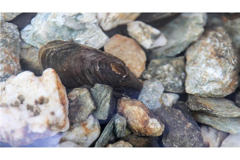 Auch die Flussperlmuschel (Margaritifera margaritifera) ist vom Aussterben bedroht.