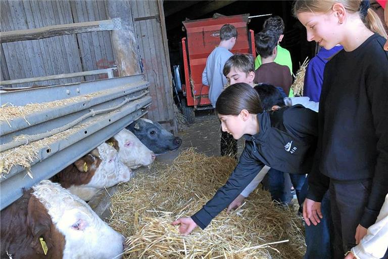 Auch Exkursionen zu zwei Höfen waren Teil der Forscherwoche. Die Begegnungen mit den Tieren und die Auseinandersetzung mit der Haltung haben die Jugendlichen auch nachdenklich gemacht. Fotos: Heinrich-von-Zügel-Gymnasium