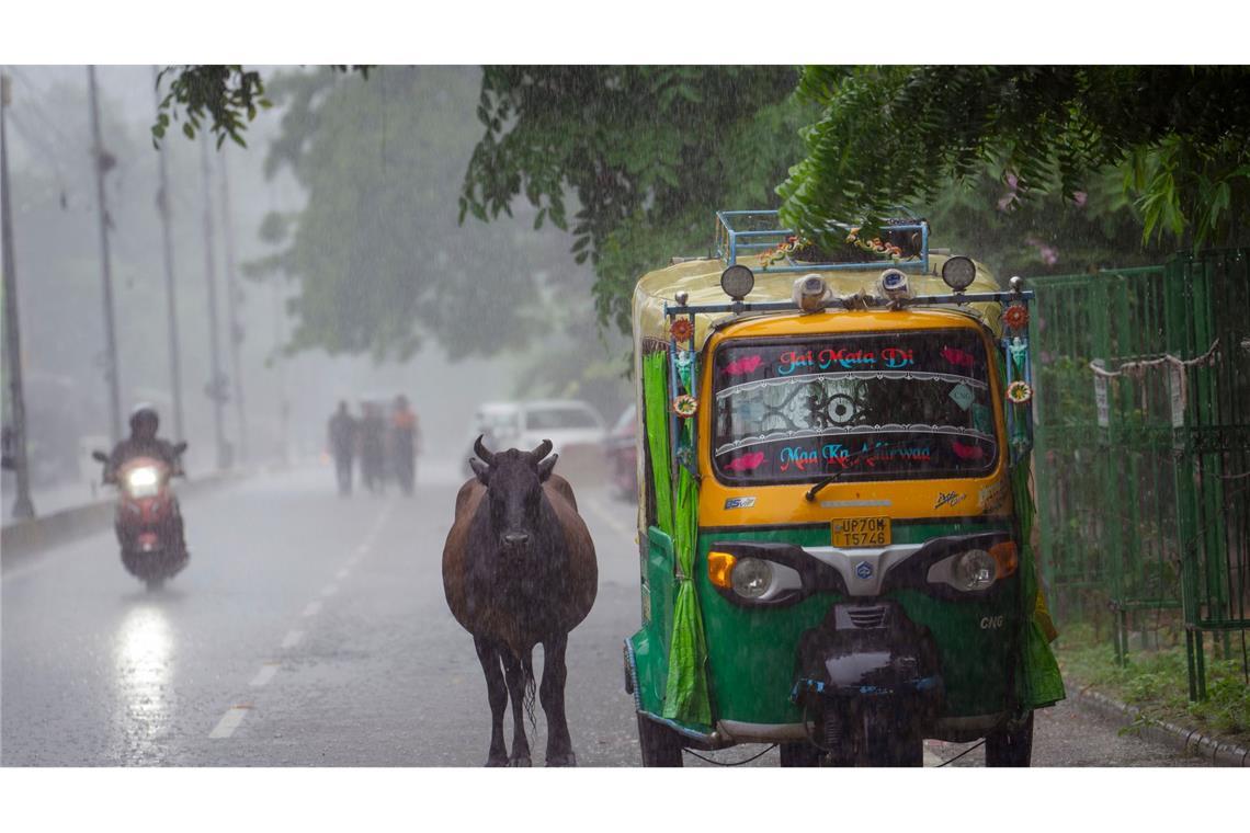 Auch heilige Kühe werden nass, wenn der Monsunregen Indien trifft.