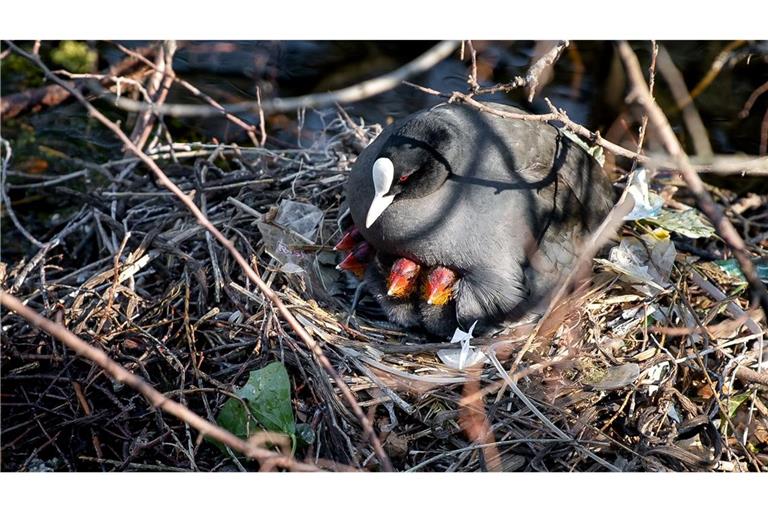 Auch in Deutschland nutzen Blässhühner oft Müll für ihre Nester. In Amsterdam wurden nun Nestbauten untersucht. (Archivbild)