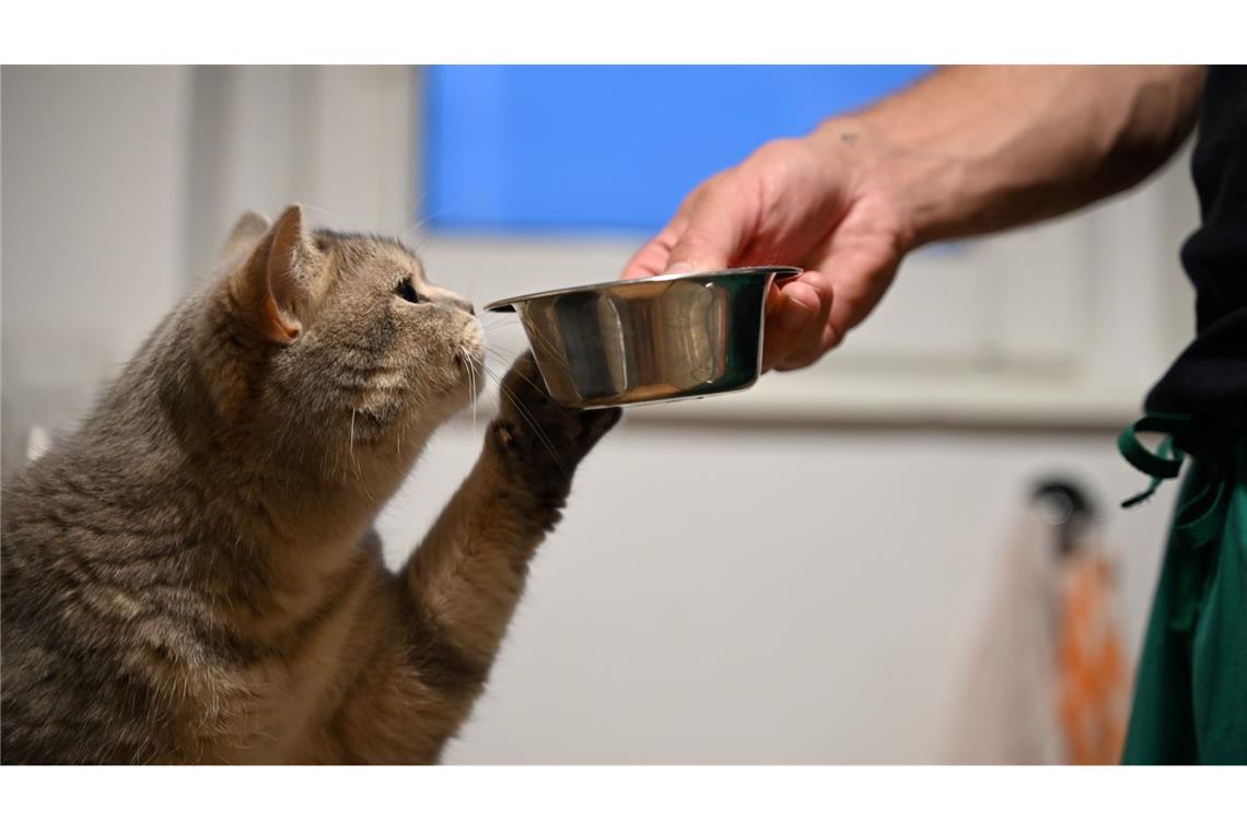 Auch Tiere können im Alltag eine Lieblingspfote benutzen.