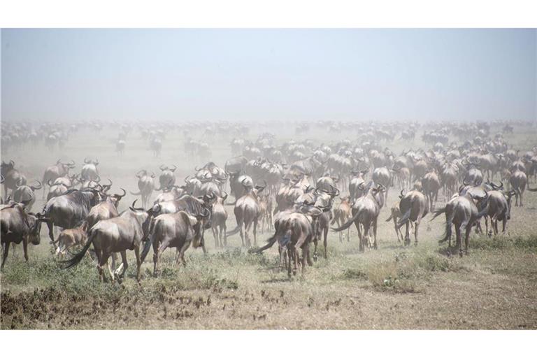 Auf der Suche nach Nahrung wandern Gnus Tausende Kilometer weit. (Archivfoto)