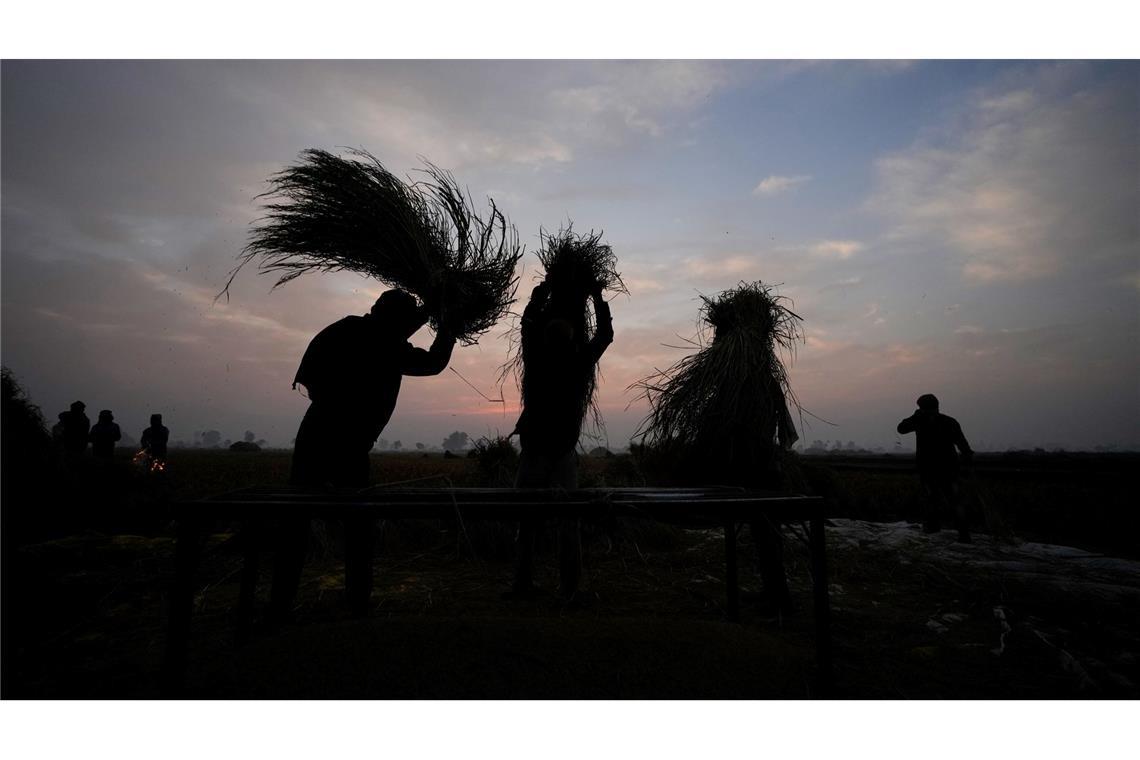 Auf dm Land in Indien: Bauern dreschen an einem kalten Morgen in der Nähe des indisch-pakistanischen Grenzgebiets von Ranbir Singh Pura die Reisernte auf einem Feld.