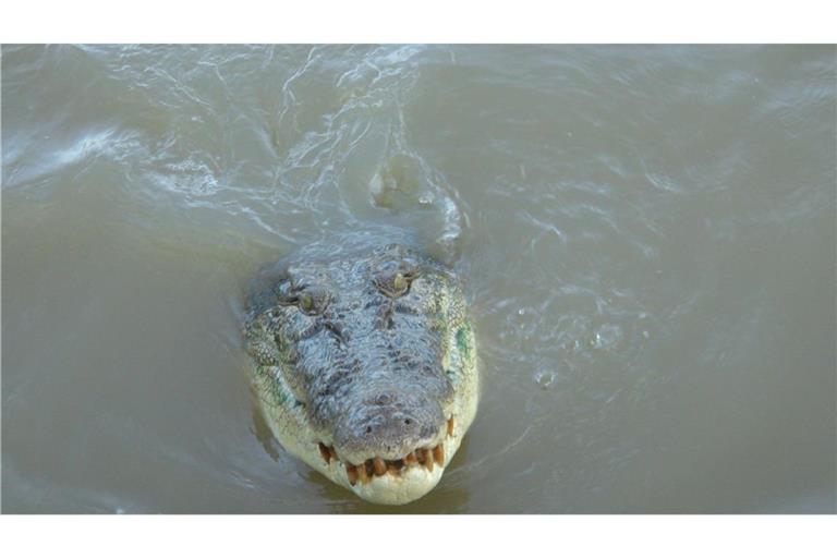 Australische Medien befürchten, dass der Mann durch ein Krokodil ums Leben gekommen ist. (Archivbild)