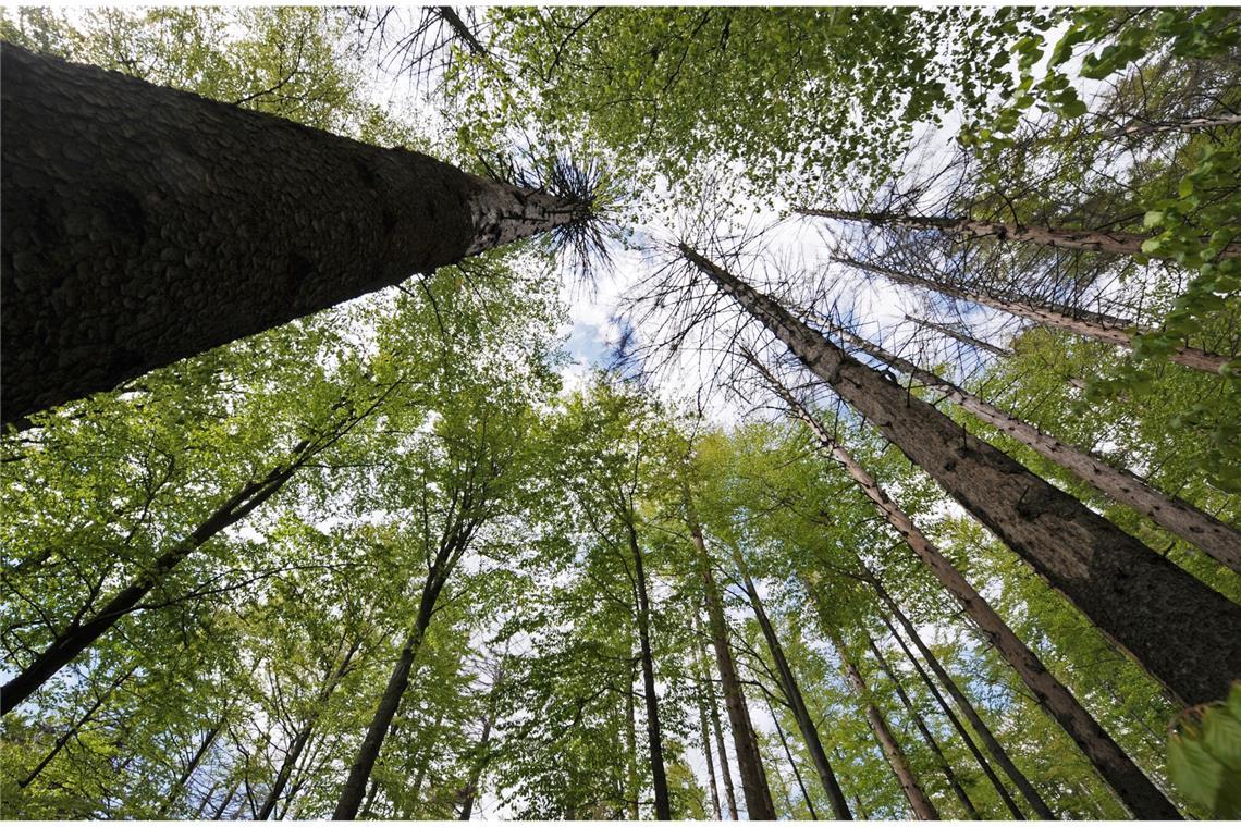 Autopanne im Wald, kein Handyempfang. Plötzlich ist man mutterseelenallein, kein Mensch weit und breit, der helfen kann. Was ist jetzt zu tun?