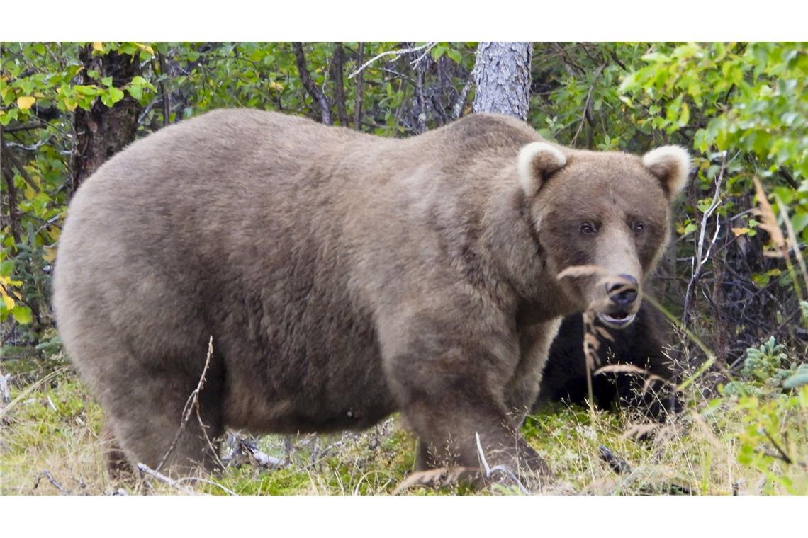 Bär „Grazer“ wurde zum dicksten Braunbären 2023 in Alaska ausgezeichnet.