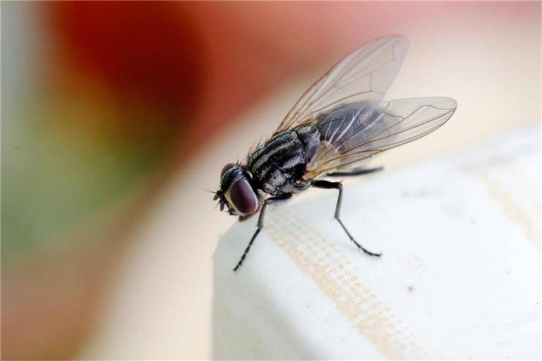 Befinden sich plötzlich viele Fliegen im Zimmer, kann dies verschiedene Gründe haben. Die häufigsten Ursachen erfahren Sie hier.