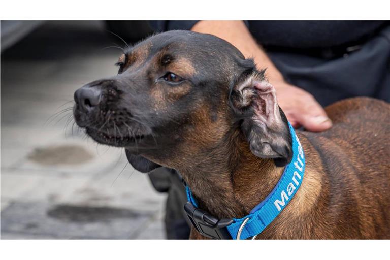 Bei der Suche nach einem Vermissten in Tannhausen setzte die Polizei auch einen Mantrailer-Hund ein (Symbolfoto).