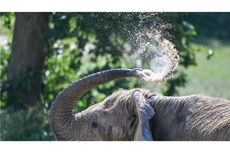 Bei Hitze hilft bekanntlich kaltes Duschen. Das weiß auch dieser Elefant im Opel-Zoo im Taunus.