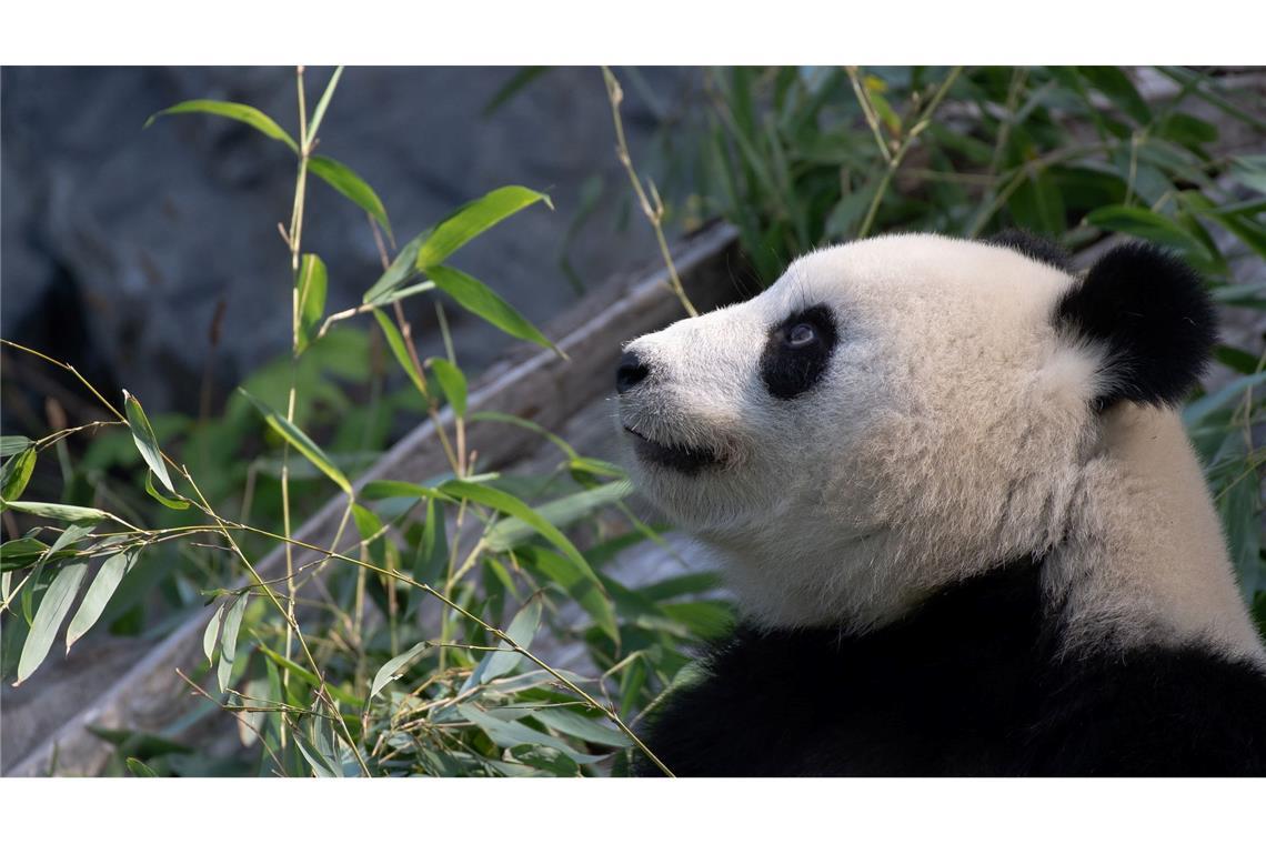 Bei Panda-Dame Meng Meng wurde eine verstärkte Aktivität der Gebärmutter festgestellt. (Archivbild)