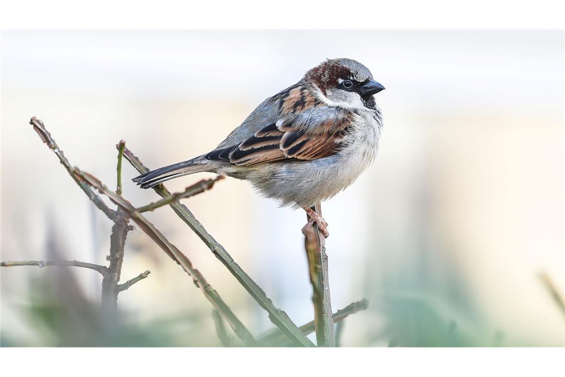 Bei Spatzen lassen sich junge kaum von älteren unterscheiden, da die kleinen Vögel weder graue Feder noch Falten bekommen. (Archivbild)