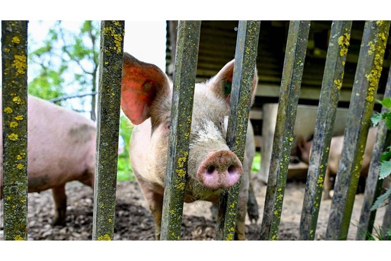 Bei Ulm sind mehrere Schweine ausgebüchst (Symbolbild).