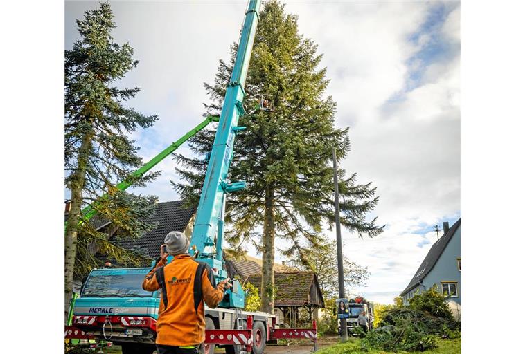 Bernd Merkle aus Oppenweiler setzte seinen größten Kran ein, um den Tannenbaum aus Bushof in Sulzbach an der Murr zu verladen. Fotos: Alexander Becher