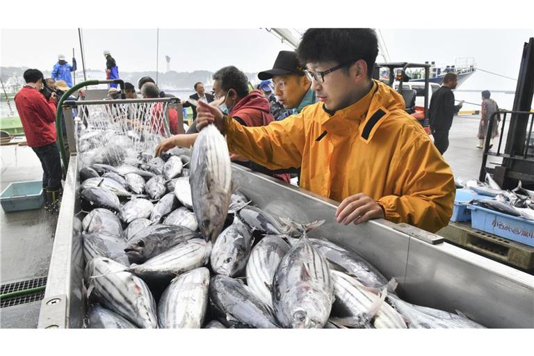 Bonitofang  wird im Hafen von Onahama in der Präfektur Fukushima im Nordosten Japans angelandet.