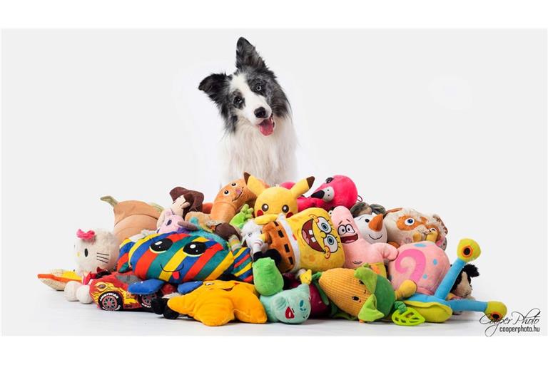 Border Collie Max nahm an einer Studie mit Spielzeug teil. Auch nach zwei Jahren erinnerte er sich noch an die Begriffe.