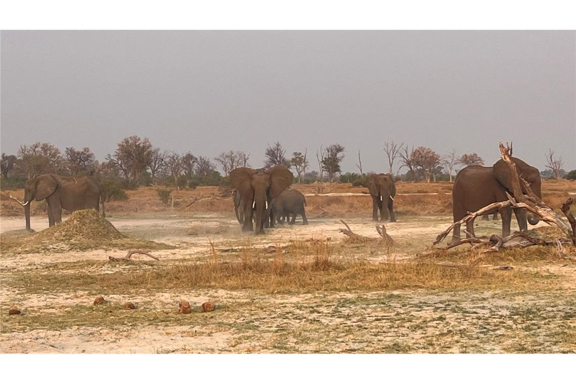 Botsuana im südlichen Afrika hat geschätzt 130.000 wilden Elefanten.