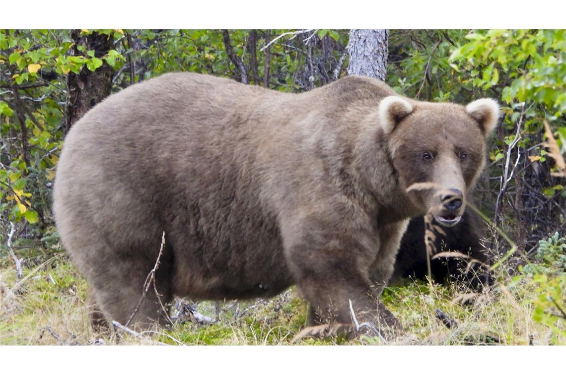 Braunbärin Grazer gewinnt erneut die „Fat Bear“-Wahl in Alaska. (Archivfoto)