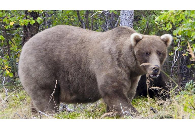 Braunbärin Grazer gewinnt erneut die „Fat Bear“-Wahl in Alaska. (Archivfoto)