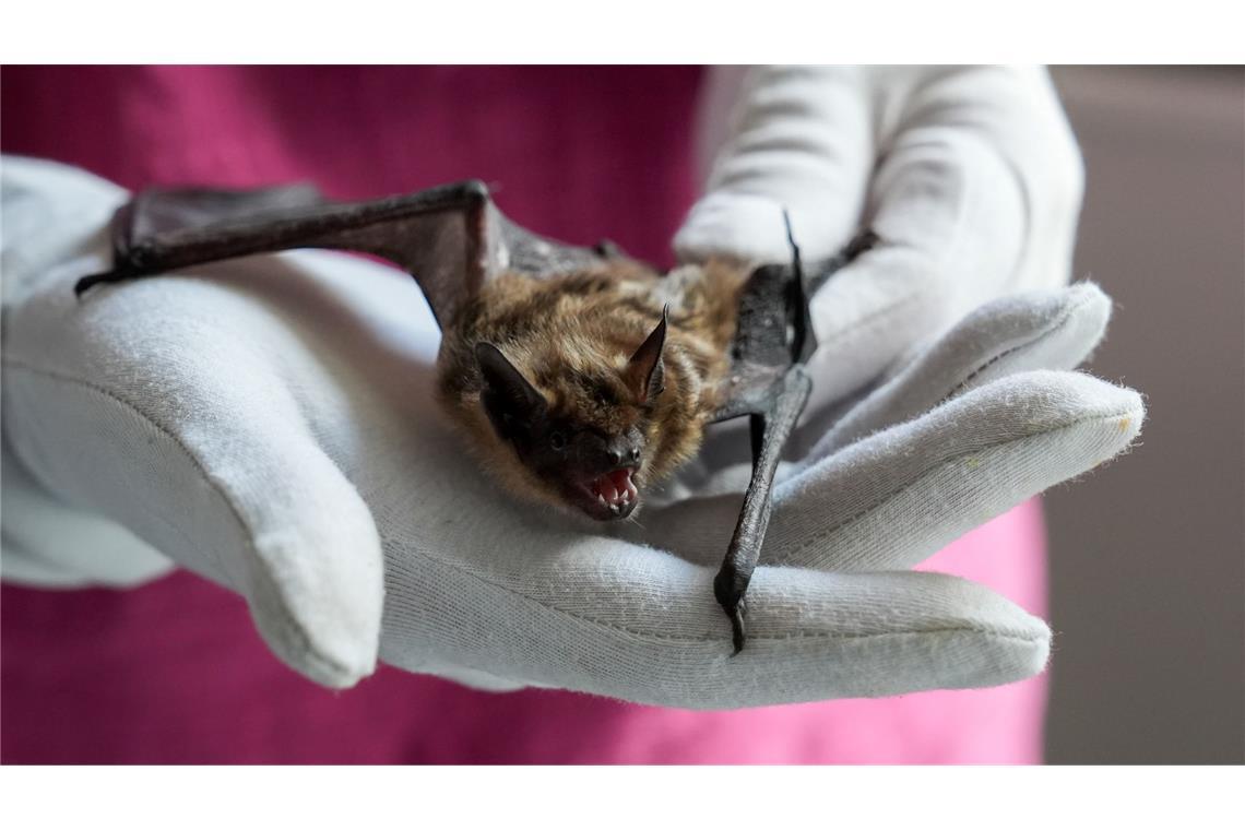 Breitflügelfledermaus auf der Hand - Elmshornerin päppelt Fledermäuse in Not wieder auf