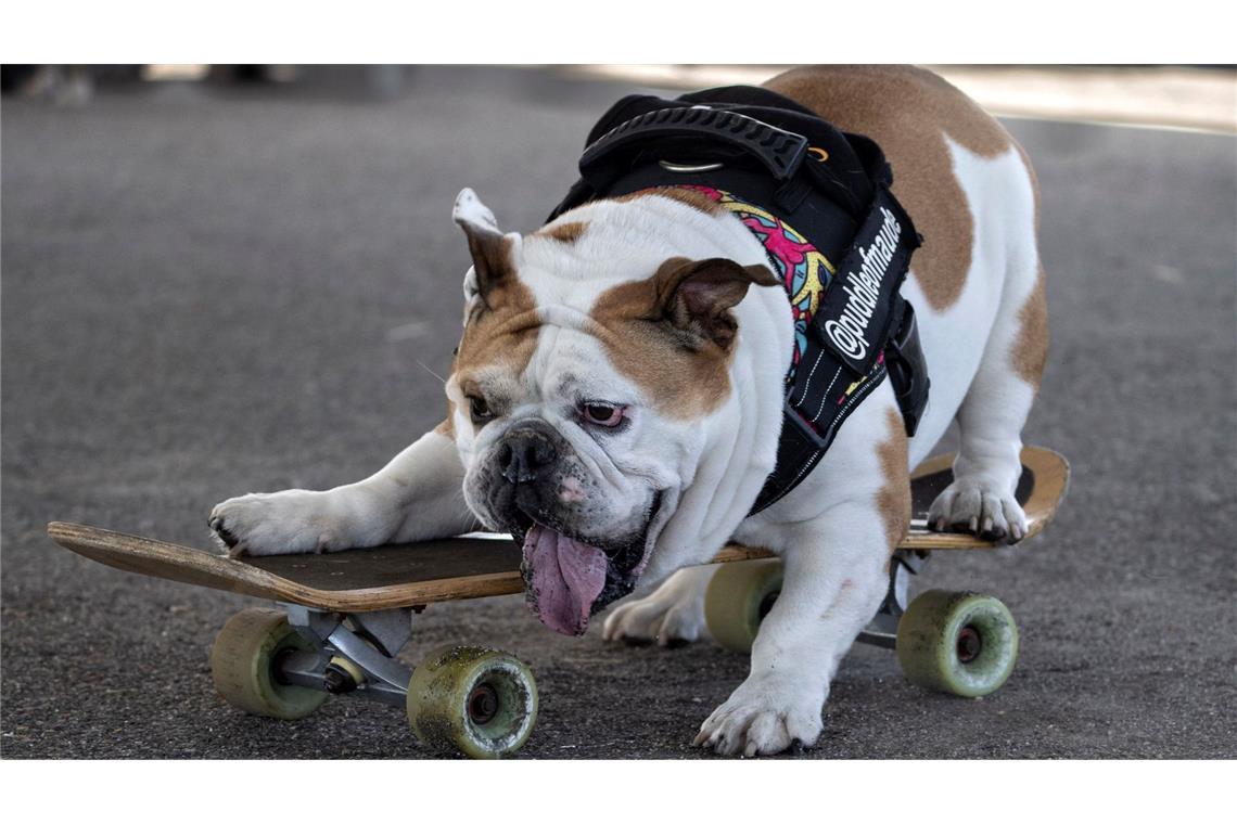 Bulldogge "Maude" meistert ihr Skateboard souverän, während sie am World K9 Sk8 Wettbewerb in Kalifornien teilnimmt.