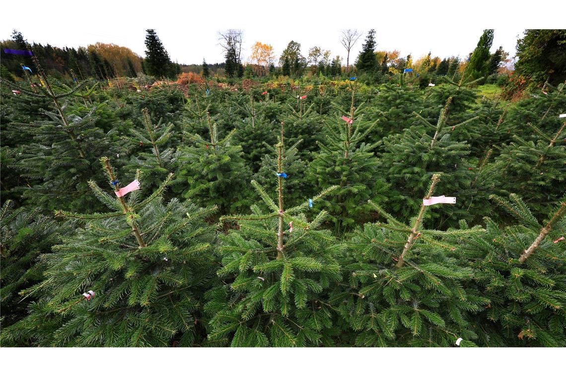 Bundesweit werden dem Verband zufolge jährlich zwischen 23 und 25 Millionen Weihnachtsbäume verkauft. (Archivfoto)