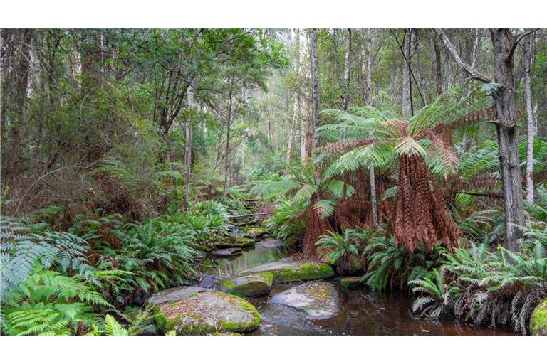 Australiens Regenwälder stoßen mehr CO2 aus, als sie speichern Cumberland River entlang der Kalimna Falls Wanderung im Great Ocean Road, Australien.