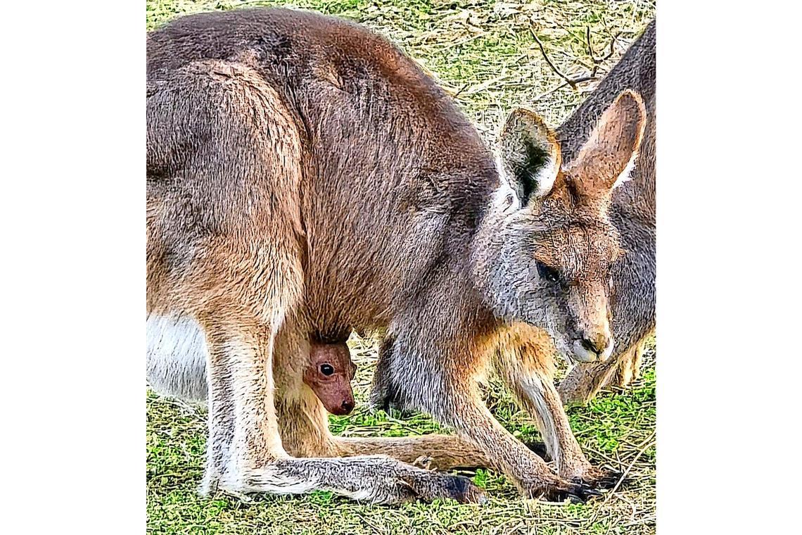 Das Baby schaut aus dem Beutel des Grauen Riesenkängurus.