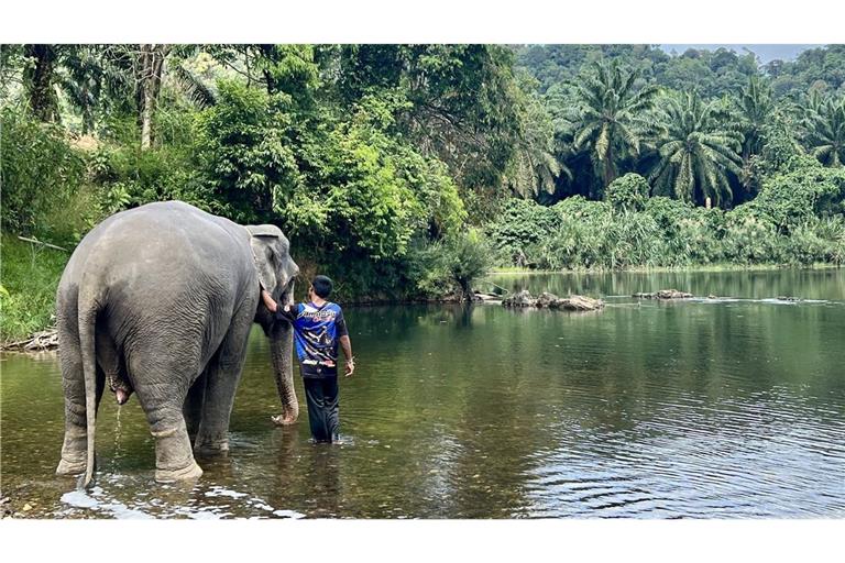 Das Baden von Elefanten gehört zu den beliebten Touristenattraktionen in Thailand (Symbolbild).