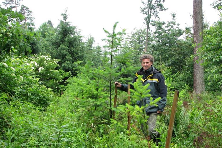 Der Wald als Auftrag und Begleiter Das Forstteam hat früh auf einen vielfältigen und dadurch widerstandsfähigeren Wald gesetzt – das Foto zeigt Dieter Seitz 2012 in einem Waldstück, wo junge Douglasien gepflanzt wurden. Genauso finden sich dort auch Tanne, Eiche, Lärche oder Kirsche. Archivfoto: Christine Schick