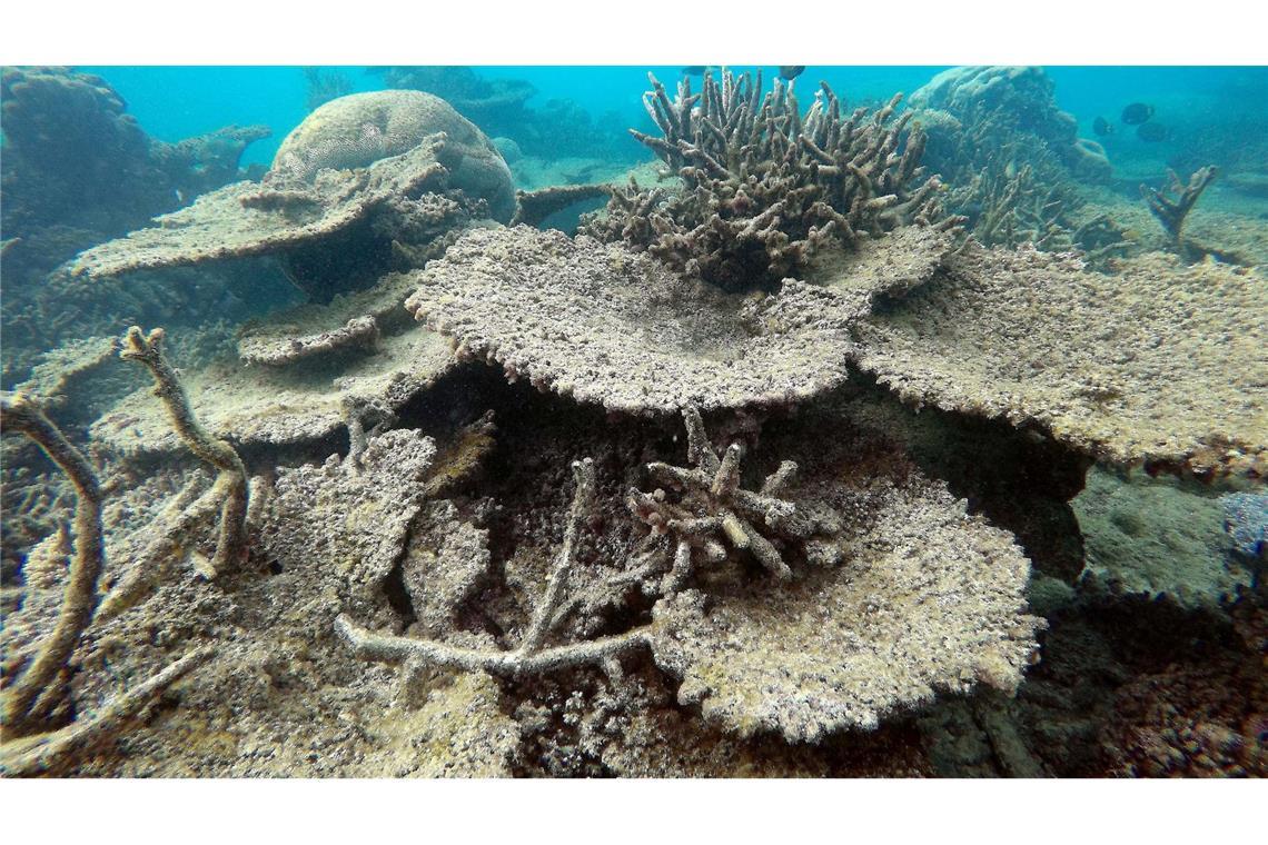 Das Great Barrier Reef war zuletzt 2016, 2017, 2020, 2022 und 2024 von Korallenbleichen betroffen. (Archivbild)