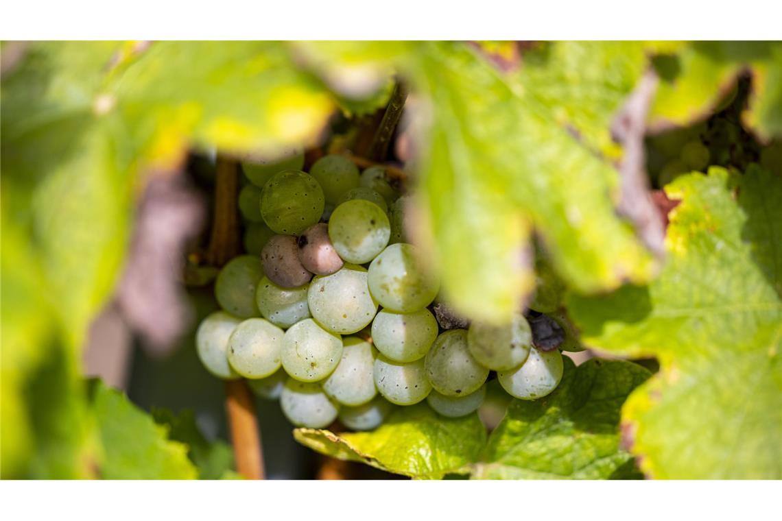 Das Haus Baden will seinen Weinbau am Bodensee zurückfahren. (Symbolbild)