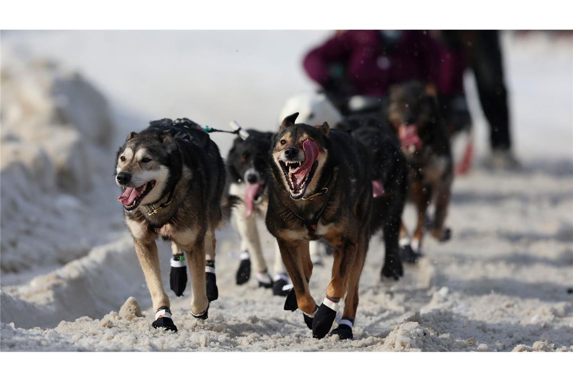 Das Iditarod Trail Schlittenhunderennens ist in Anchorage, Alaska, gestartet - hier die Schlittenhunde von Jeff Deeter (33) aus Fairbanks, Alaska.