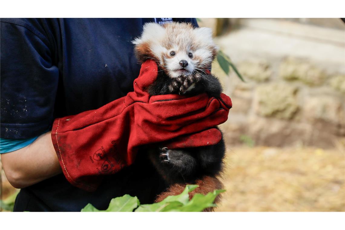 Das kleine Panda-Junge hatte erst vor kurzem seine Mutter verloren. (Archivbild)