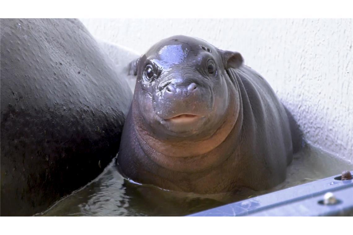 Das kleine Zwergflusspferd aus dem Berliner Zoo ist wieder quietschfidel und darf nach überstandener Verletzung wieder baden. Einen Namen hat das Mini-Hippo noch nicht.