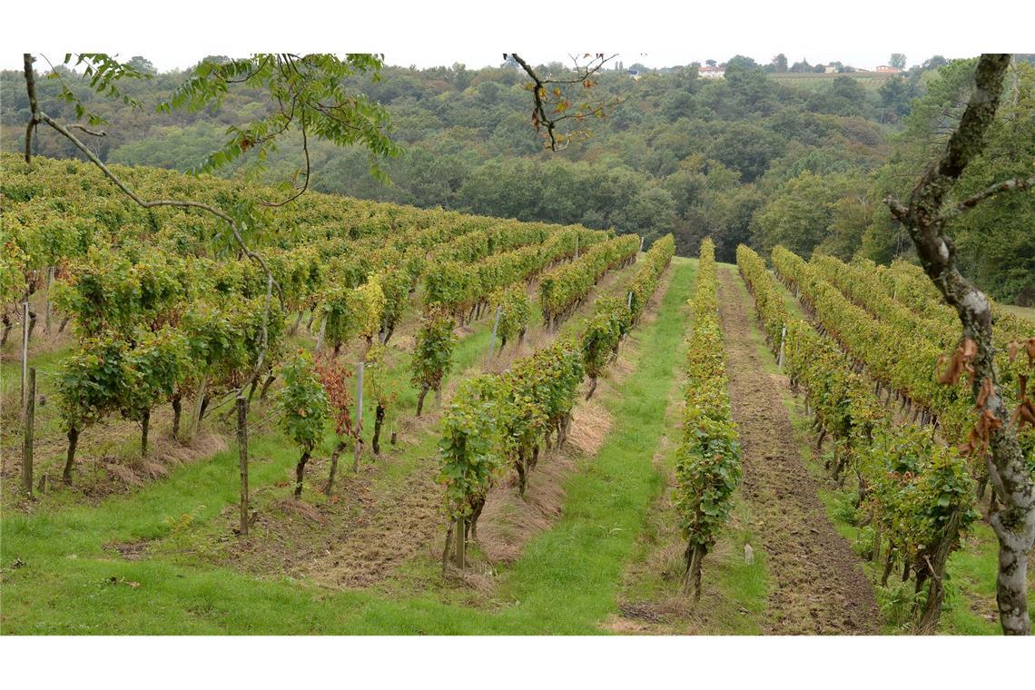 Das Klima in der Weinregion Bordeaux ist auch für fränkische Winzer interessant. (Archivbild)