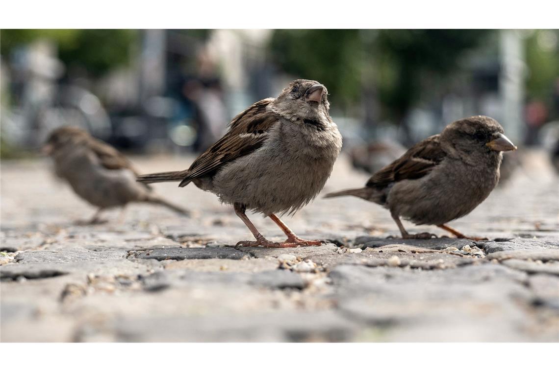 Das Knüpfen von Freundschaften verschafft jungen Spatzen einen evolutionären Vorteil. (Archivbild)