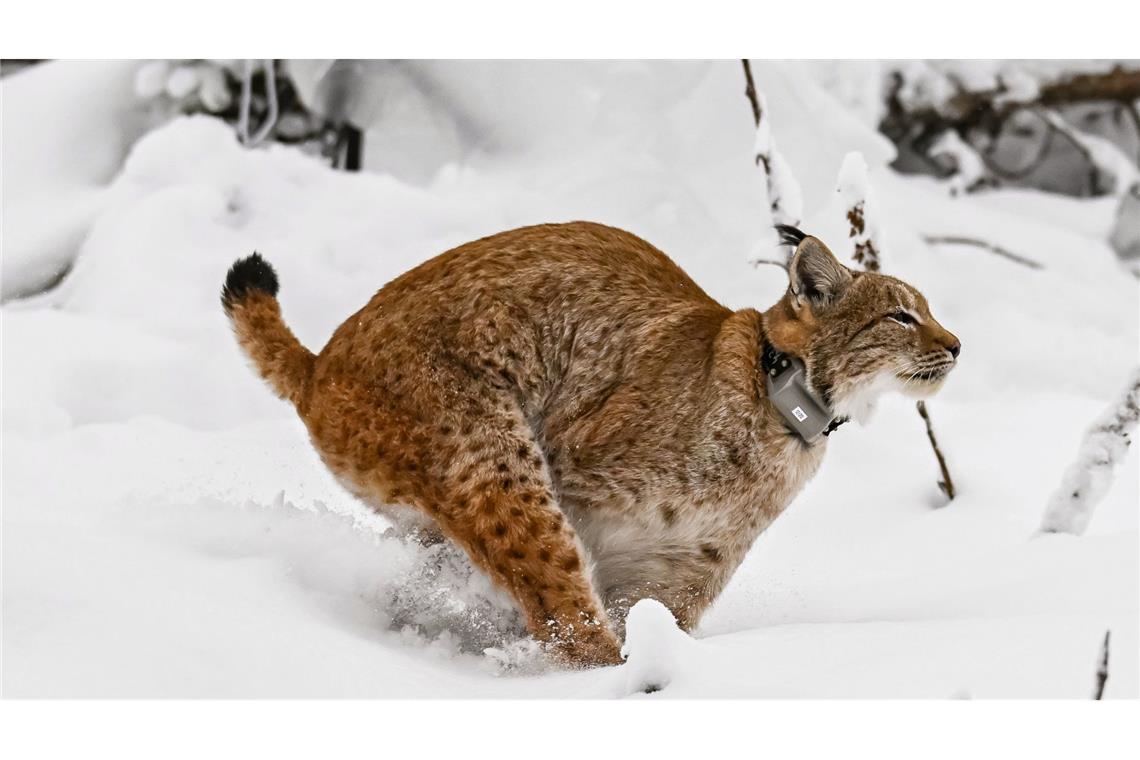 Das Luchsweibchen Finja starb an der für diese Tiere sehr seltenen Infektionskrankheit Staupe.