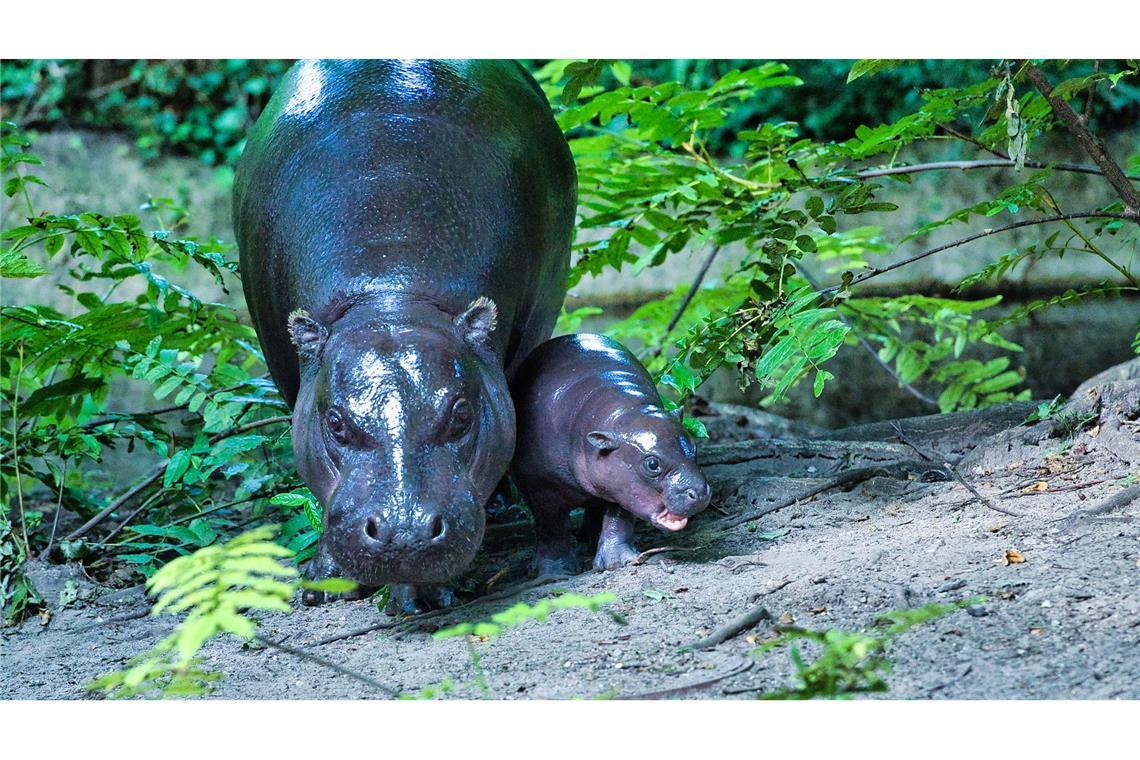 Das niedliche Berliner Mini-Hippo Toni erkundet das Außengehege.