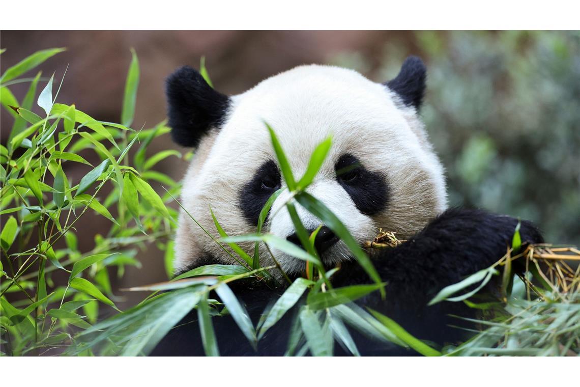 Das Panda-Männchen Yun Chuan frisst Bambus in seinem neuen Gehege im San Diego Zoo.