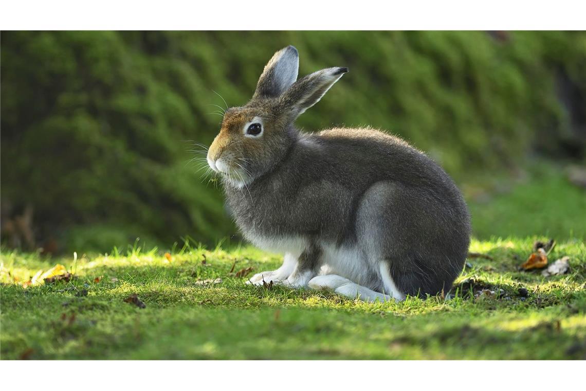 Das Sommerfell soll die Hasen schwerer sichtbar machen für Füchse, Marder, Raben und Greifvögel.