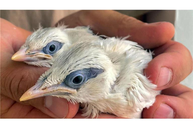 Der Balistar, einer der seltensten Vögel der Welt, hat im Zoo Heidelberg Nachwuchs bekommen.